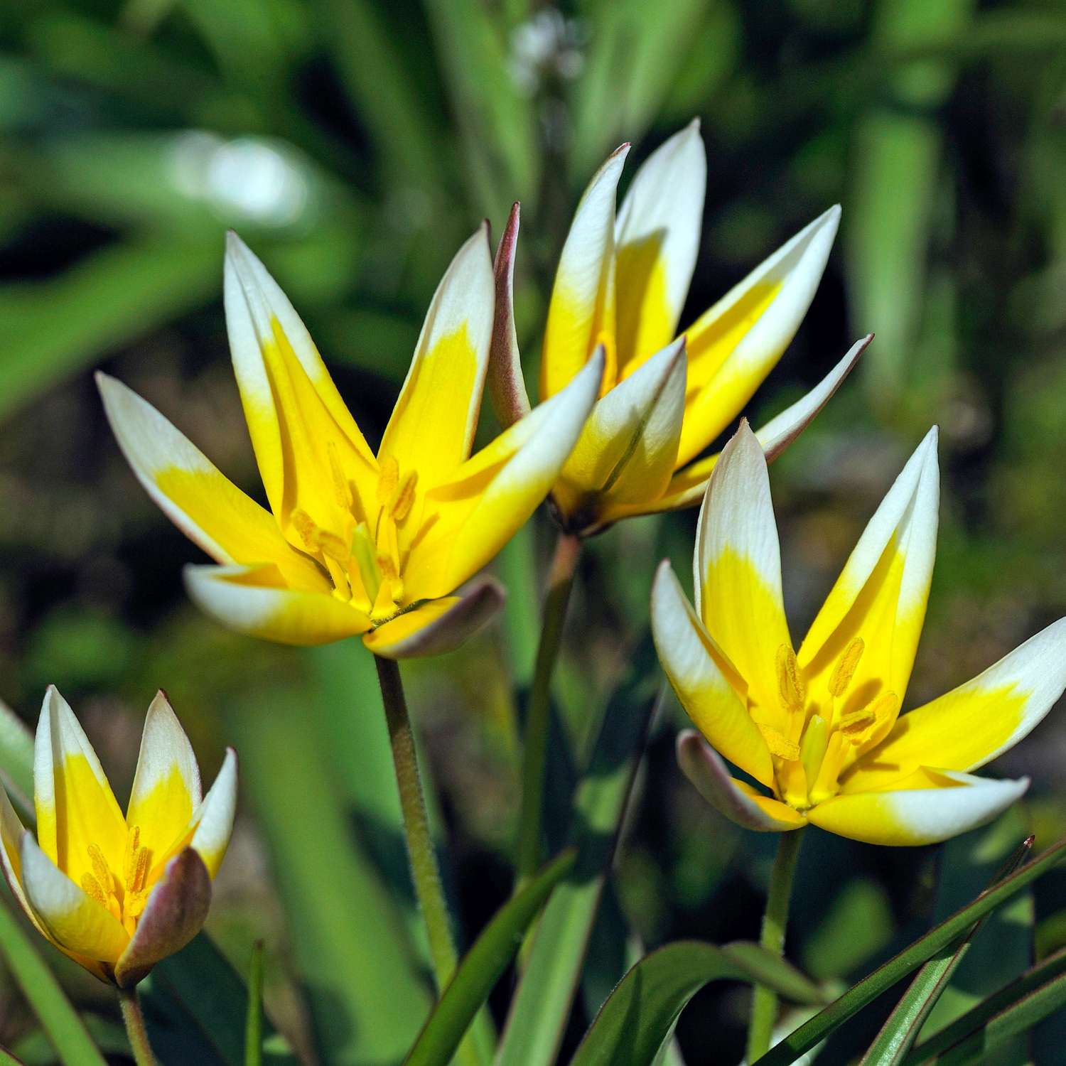 Botaninen tulppaani 'Tarda'